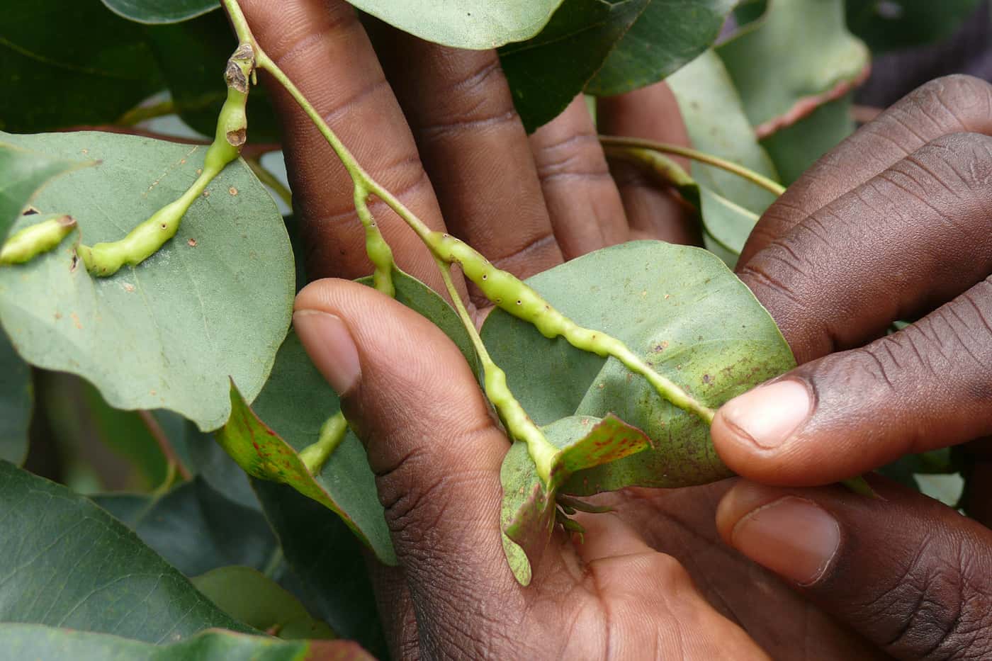 Why it’s so critical to continuously monitor and manage plant diseases