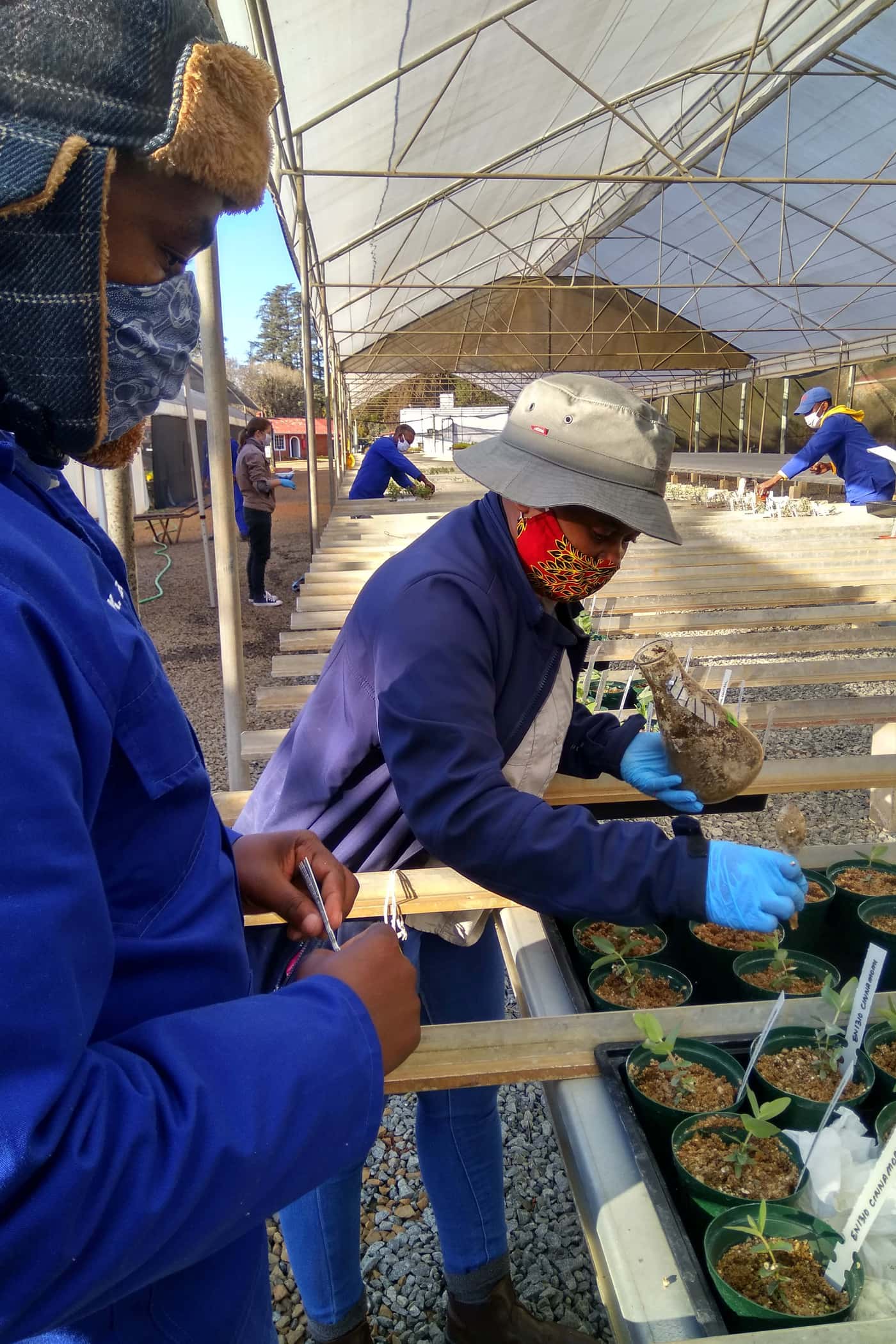 Phytophthora disease resistance trials continue