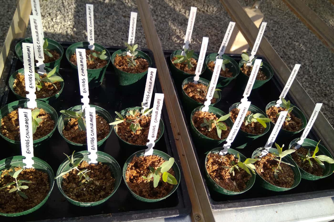 Phytophthora disease resistance trials continue