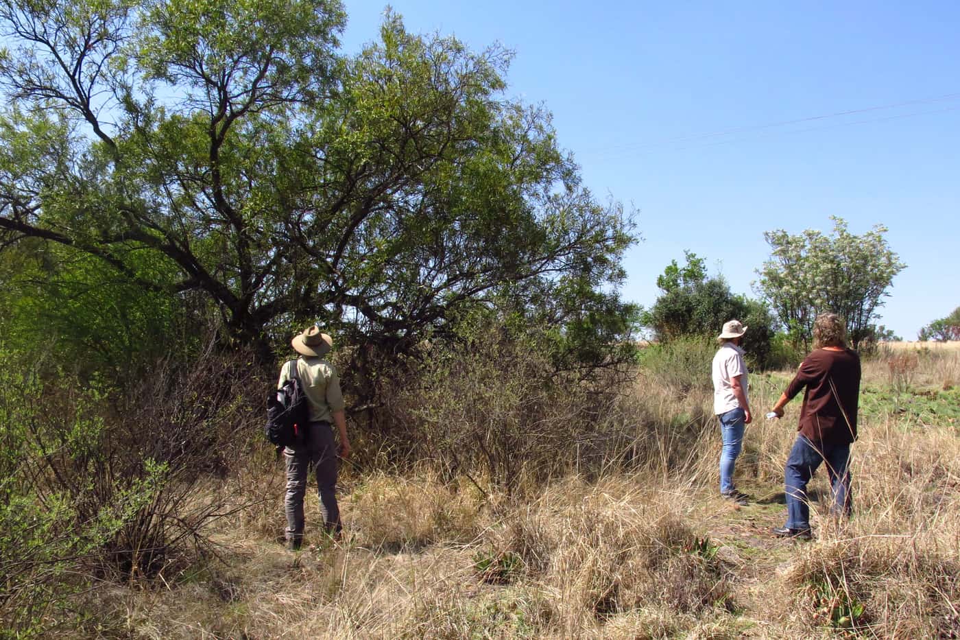 Inspection of trees dying in the Hennops river valley