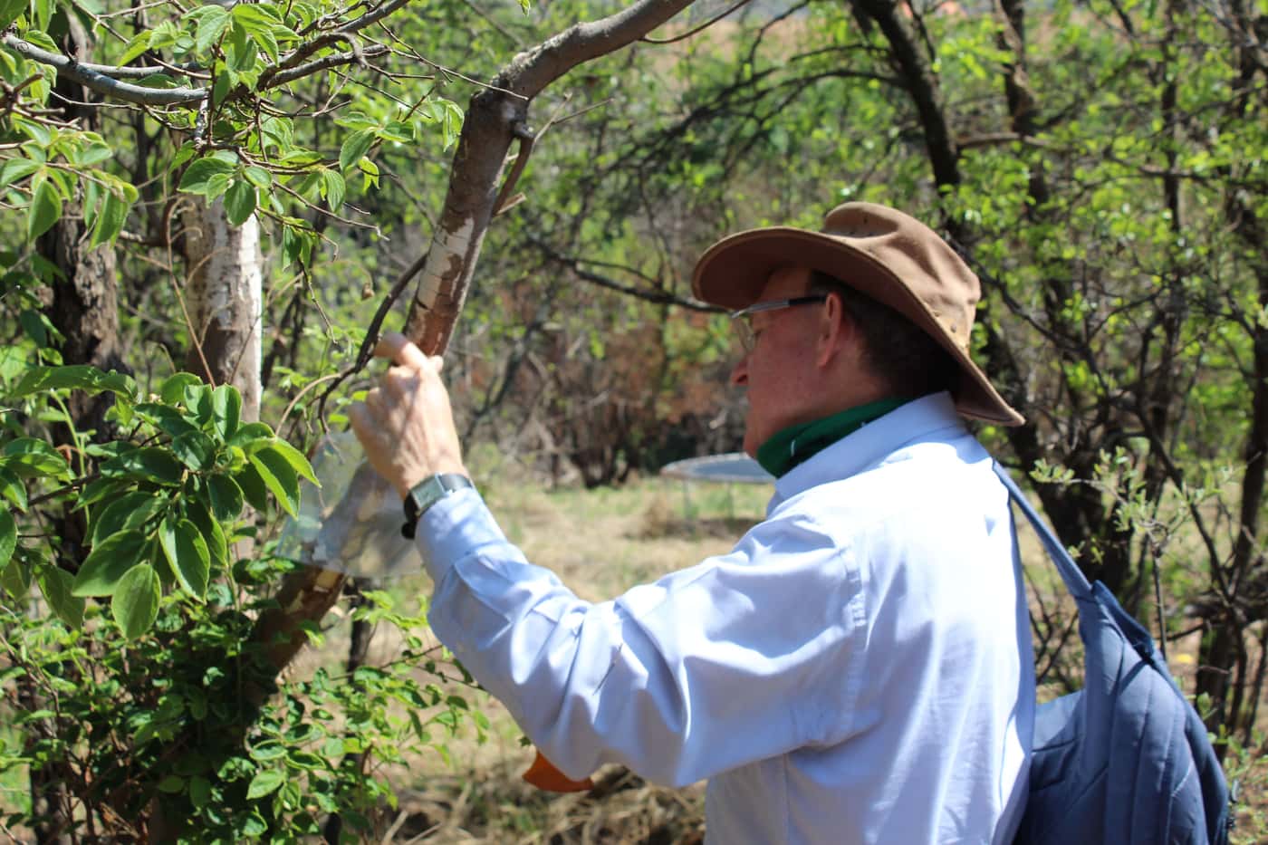 Inspection of trees dying in the Hennops river valley