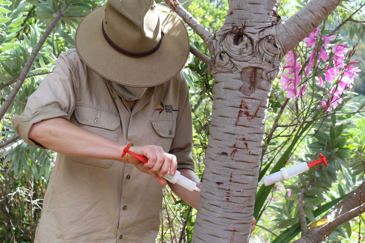 Treatment trials established to fight Phytophthora die-back in Kirstenbosch gardens