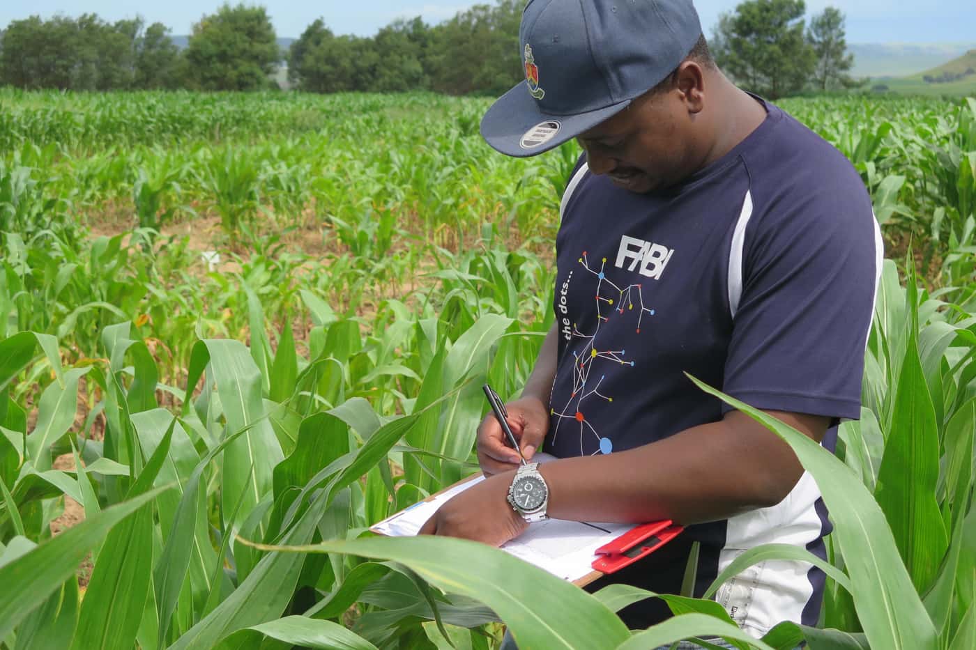 Disease screening of maize genotypes in the Eastern Cape