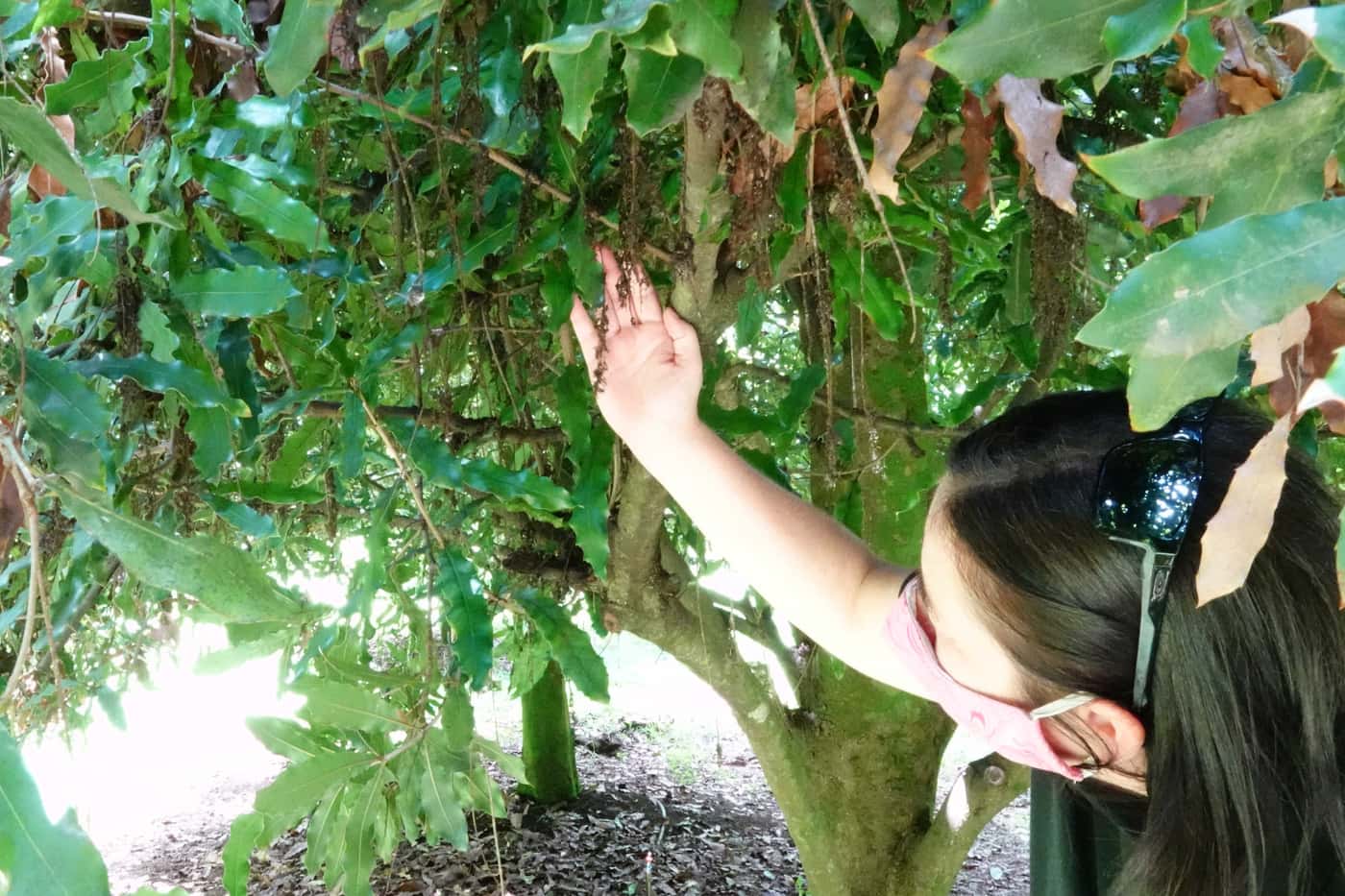 Macadamia research program’s field visit to Mpumalanga