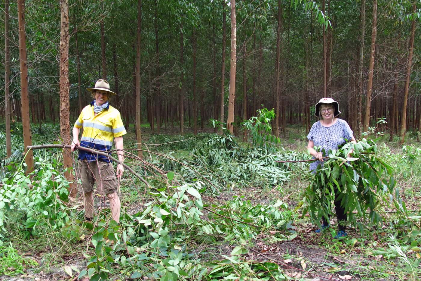 FABI researchers work with Sappi in KwaZulu-Natal