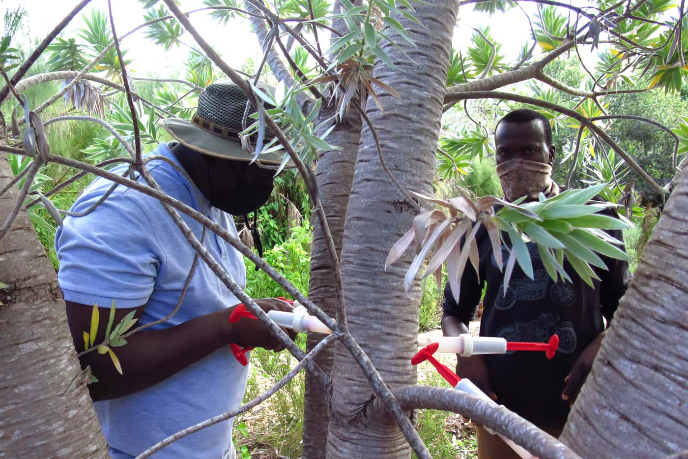 FABI team considers research progress on Phytophthora die-back of Silver trees in Kirstenbosch