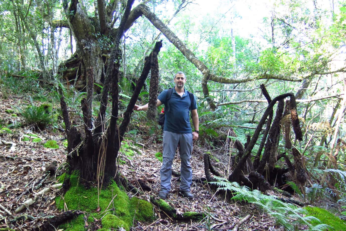 FABI research on tree fern death continues
