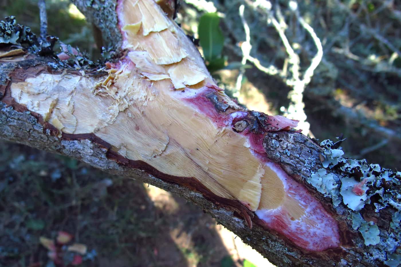 Milkwood trees dying in the Hermanus area of the Western Cape