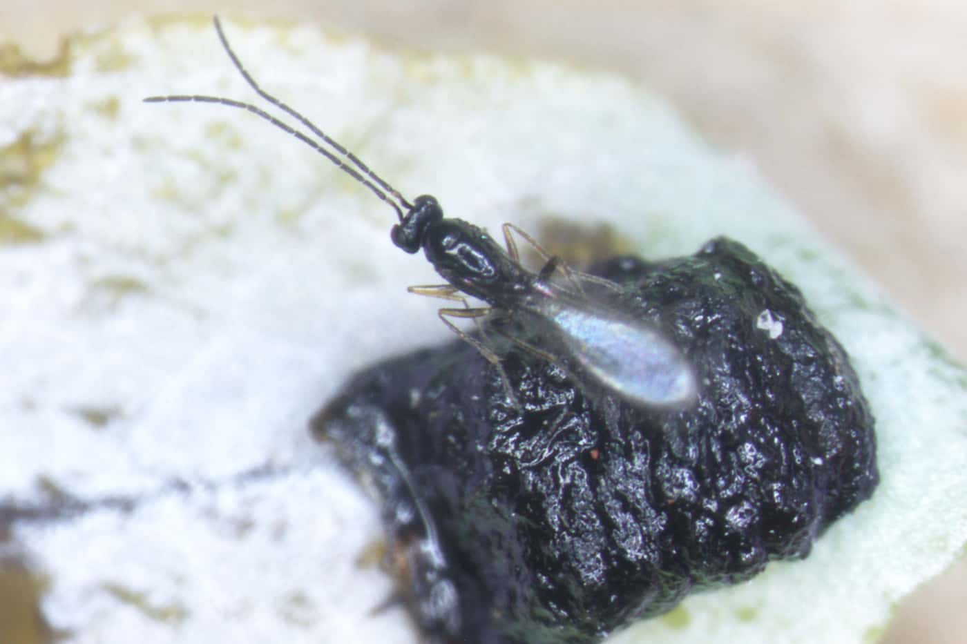 Diversifying the biological control of <i>Gonipterus</i> sp. 2 in South Africa