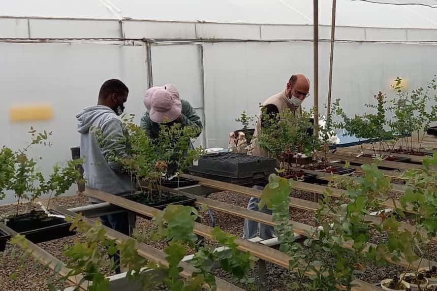 FABI and SAPPI partner for <i>Phytophthora</i> trials