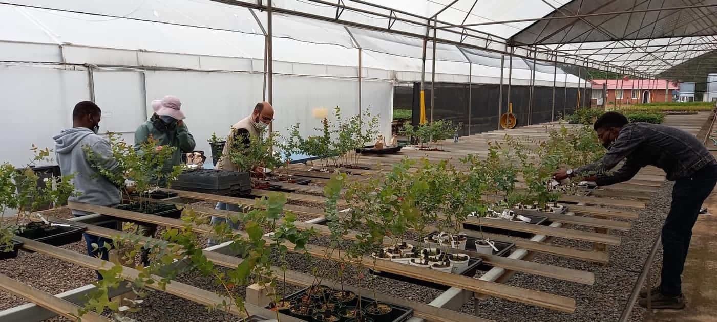 FABI and SAPPI partner for <i>Phytophthora</i> trials