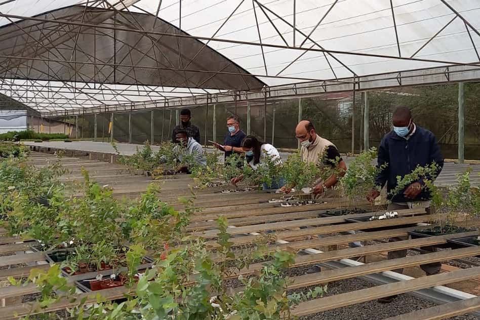 FABI and SAPPI partner for <i>Phytophthora</i> trials