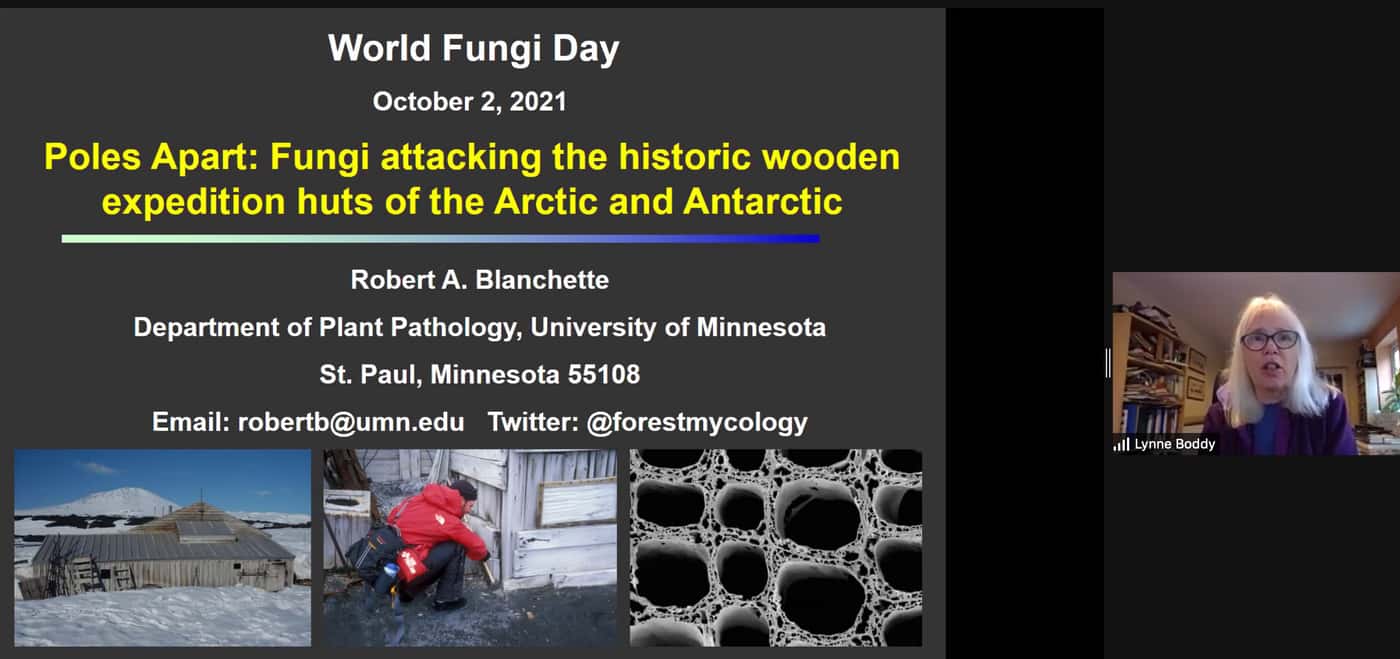 FABI celebrates World Fungi Day