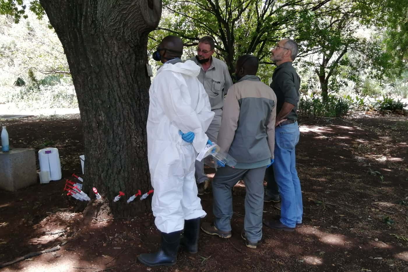University of Pretoria protects trees against PSHB infestation
