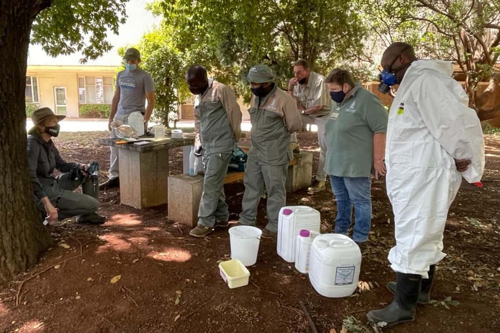 University of Pretoria protects trees against PSHB infestation