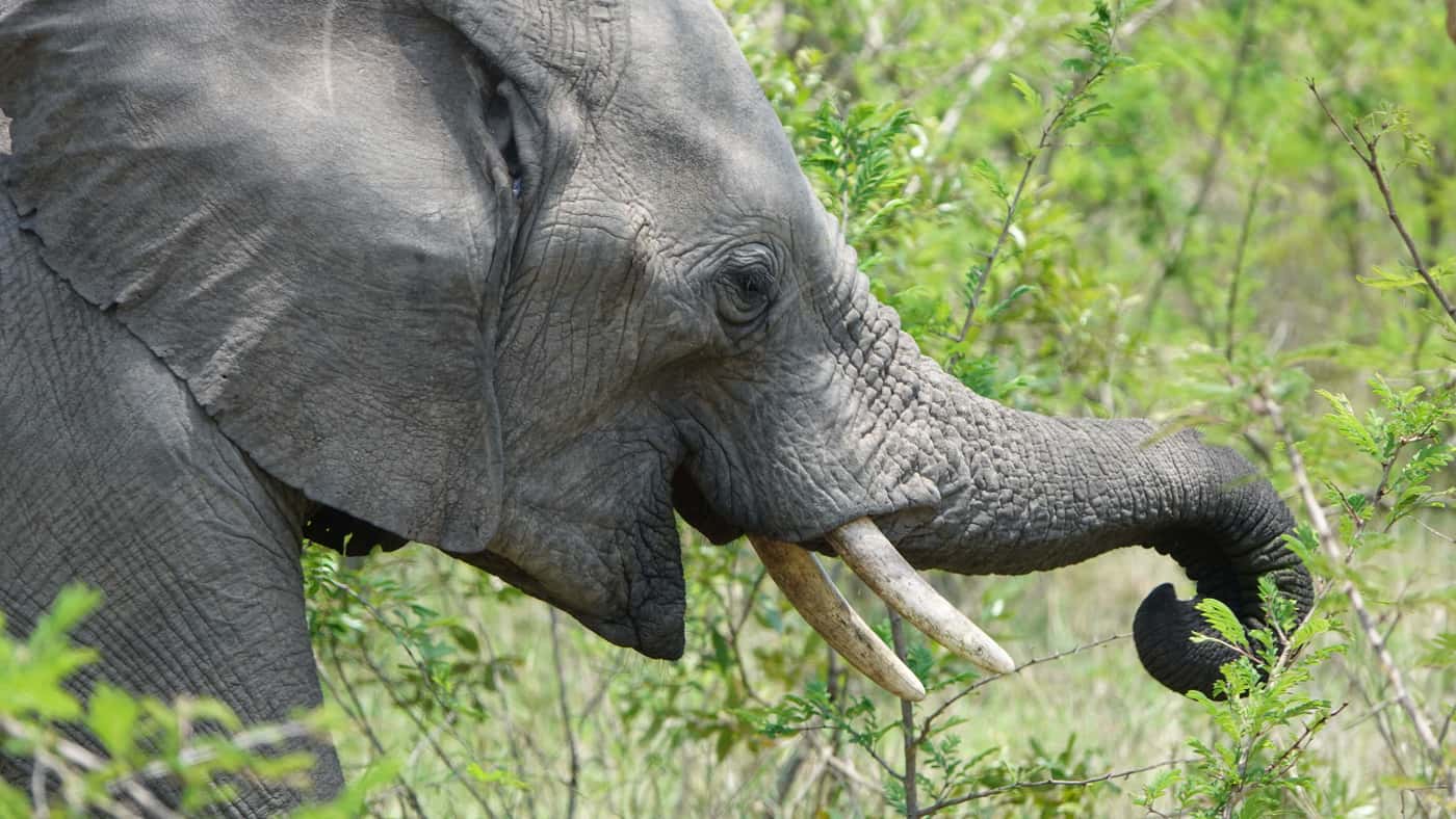 Mad Macs attend the SAMAC Macadamia Day in the KNP