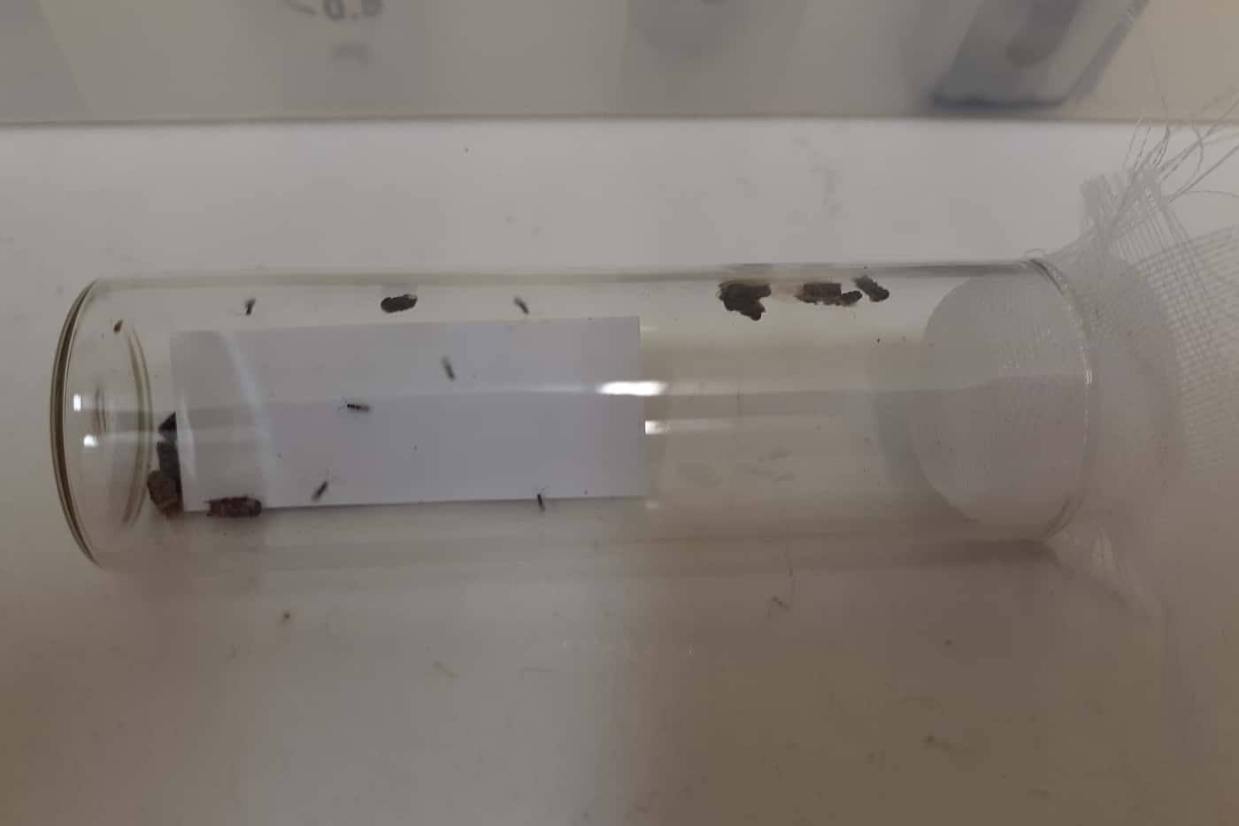 Arrival of parasitoid wasps from Australia