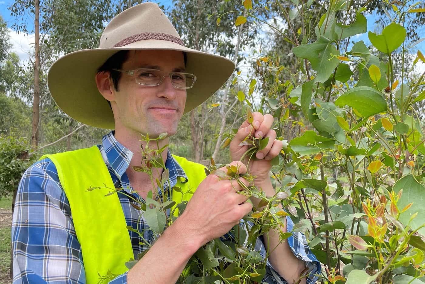 Arrival of parasitoid wasps from Australia