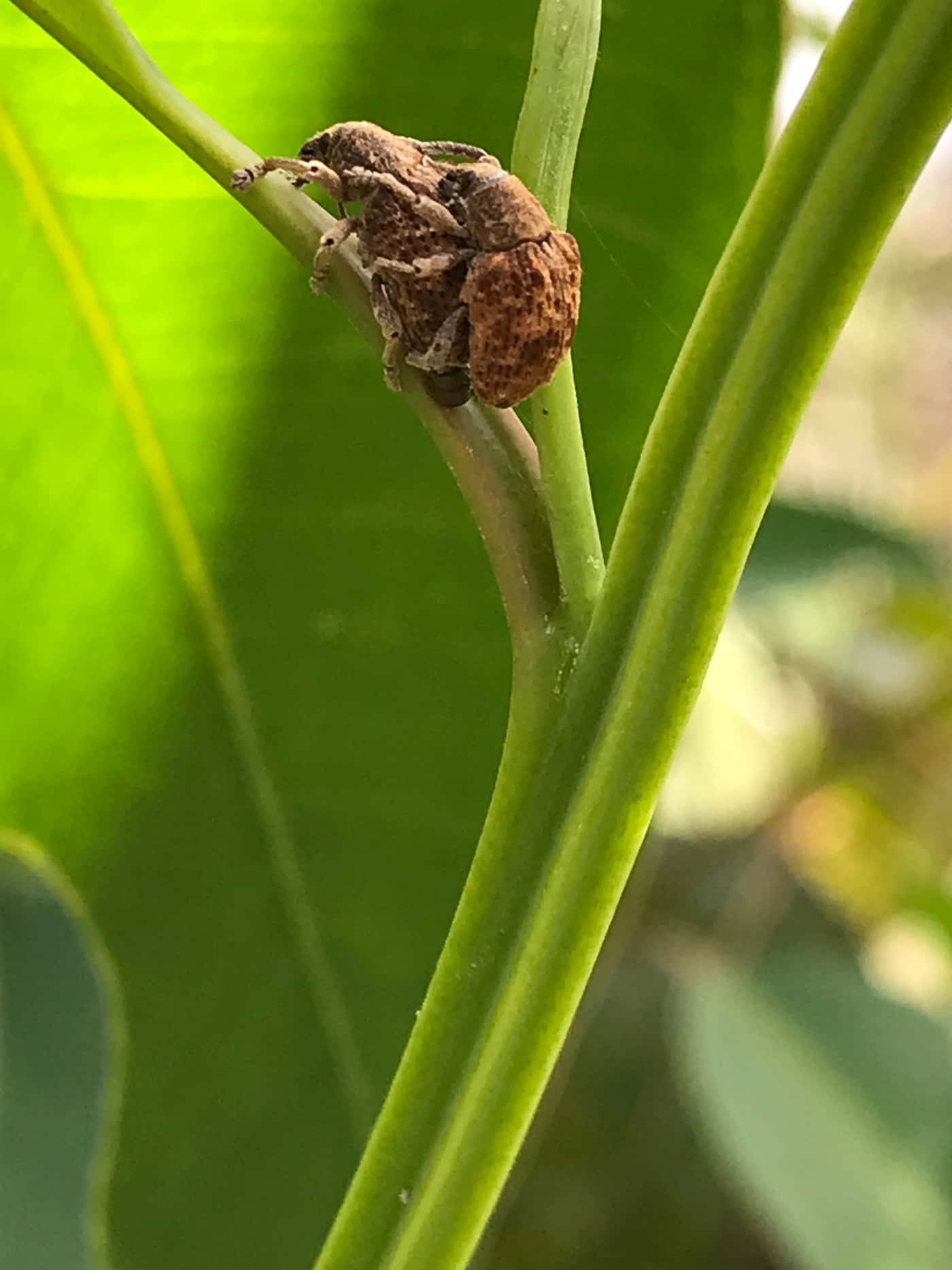 Arrival of parasitoid wasps from Australia
