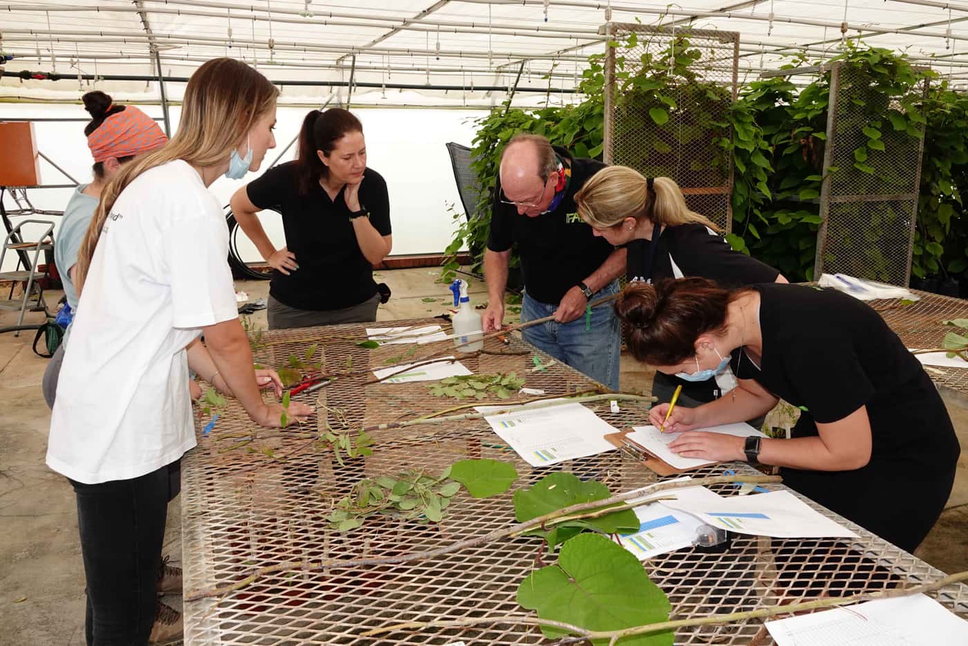 In pursuit of tolerance to Ceratocystis wilt on Kiwi