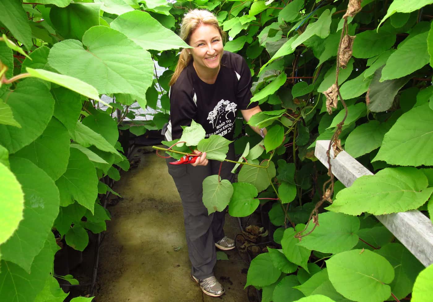 In pursuit of tolerance to Ceratocystis wilt on Kiwi