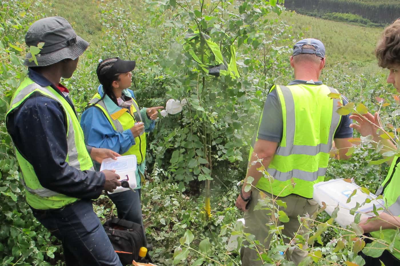 Release of new population of biocontrol agents to control <i>Gonipterus</i>