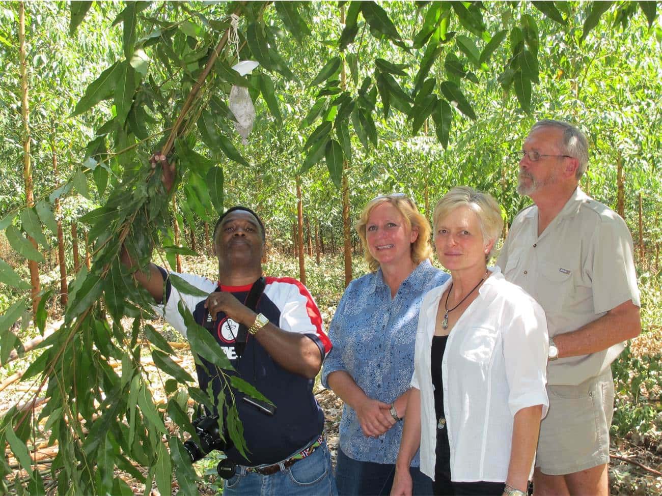 Celebrating one year in the Biocontrol efforts of the bronze bug