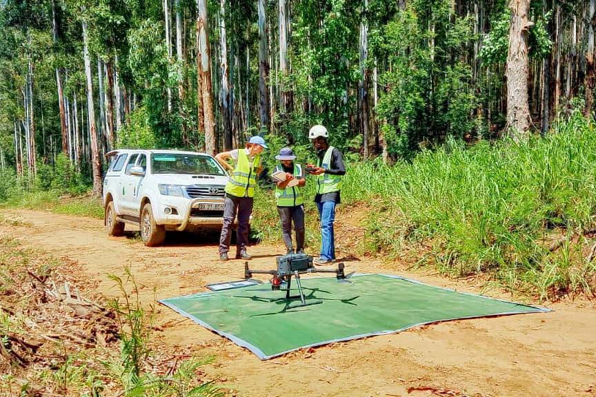 Bird's eye view to monitor the Eucalyptus snout beetle