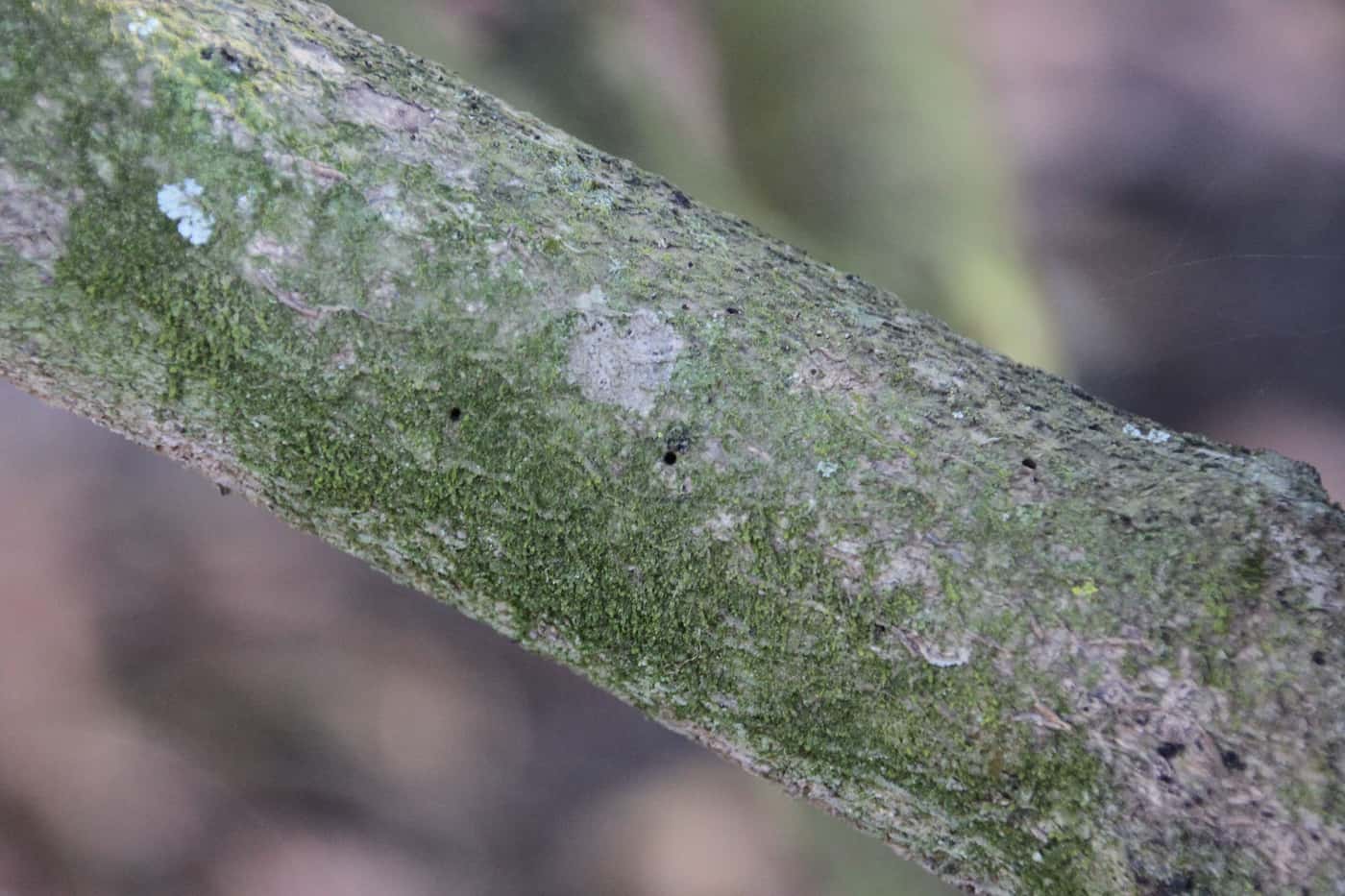 Beetles, bugs, and Mac trees
