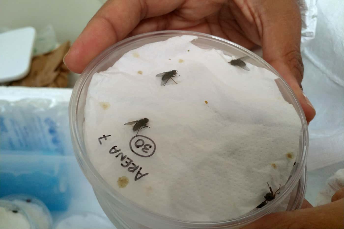 FABI imports <i>Anagonia</i> cf. <i>lasiophthalma</i>, potential biological control agent for <i>Gon