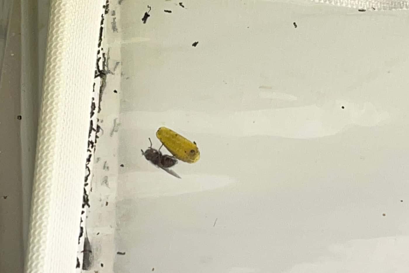 FABI imports <i>Anagonia</i> cf. <i>lasiophthalma</i>, potential biological control agent for <i>Gon