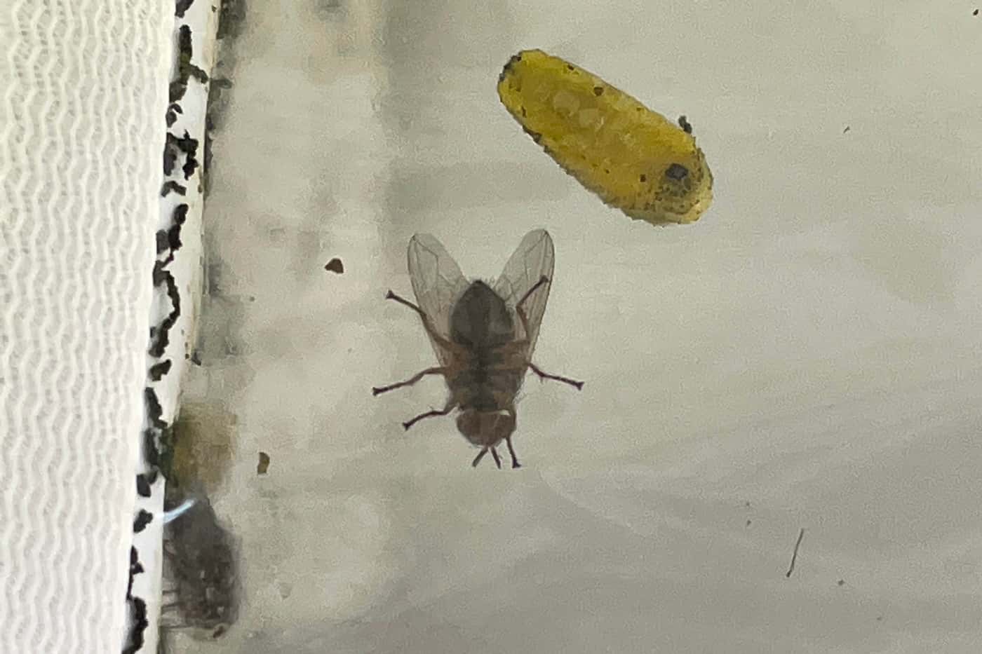 FABI imports <i>Anagonia</i> cf. <i>lasiophthalma</i>, potential biological control agent for <i>Gon