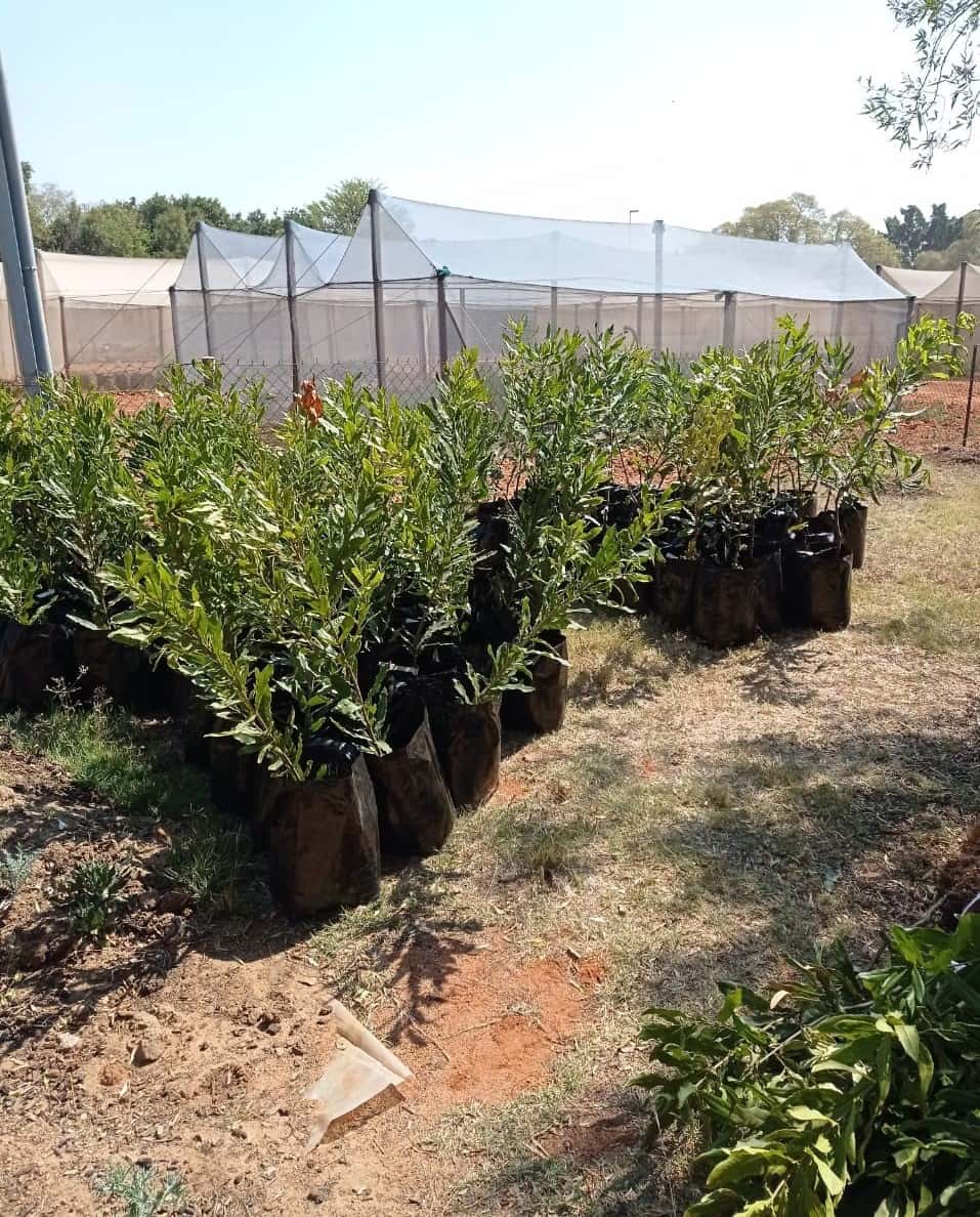 Macadamia spring planting!