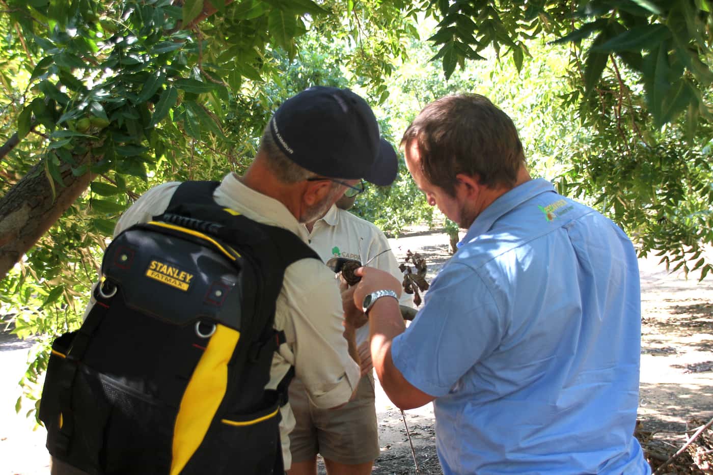 Monitoring PSHB infestations in Pecan nut orchards