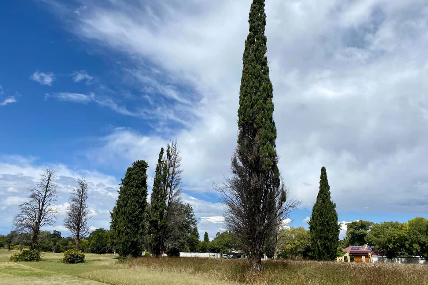 FABIan samples dying cypress trees in Welkom