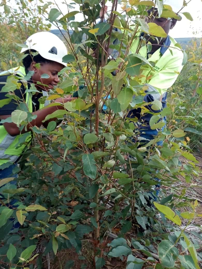 First steps to implement a National Forest Pest and Pathogen Surveillance strategy