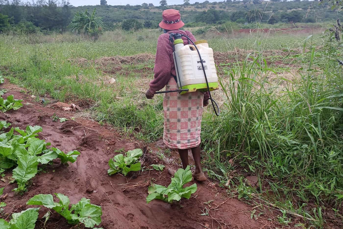 FABI engagement with smallholder farmers from Venda