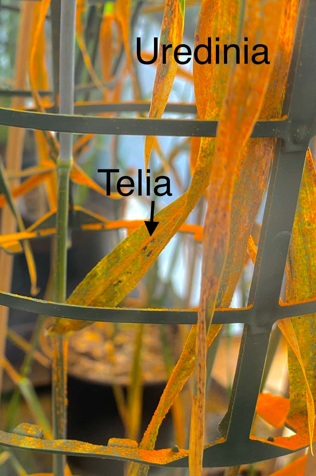 FABian visits the Aarhus University global wheat-rust research centre and University of Copenhagen