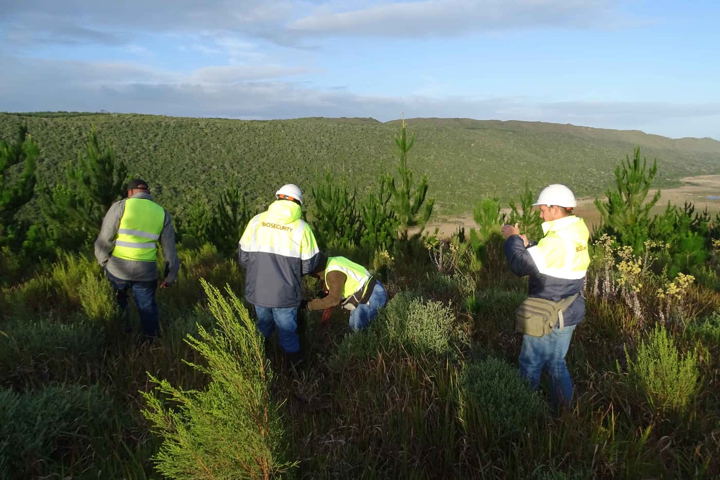 Moving from young eucalypts to young pine for the National Forest Pest and Pathogen Surveillance str