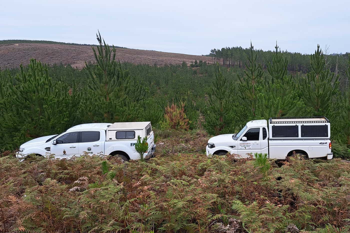 Moving from young eucalypts to young pine for the National Forest Pest and Pathogen Surveillance str