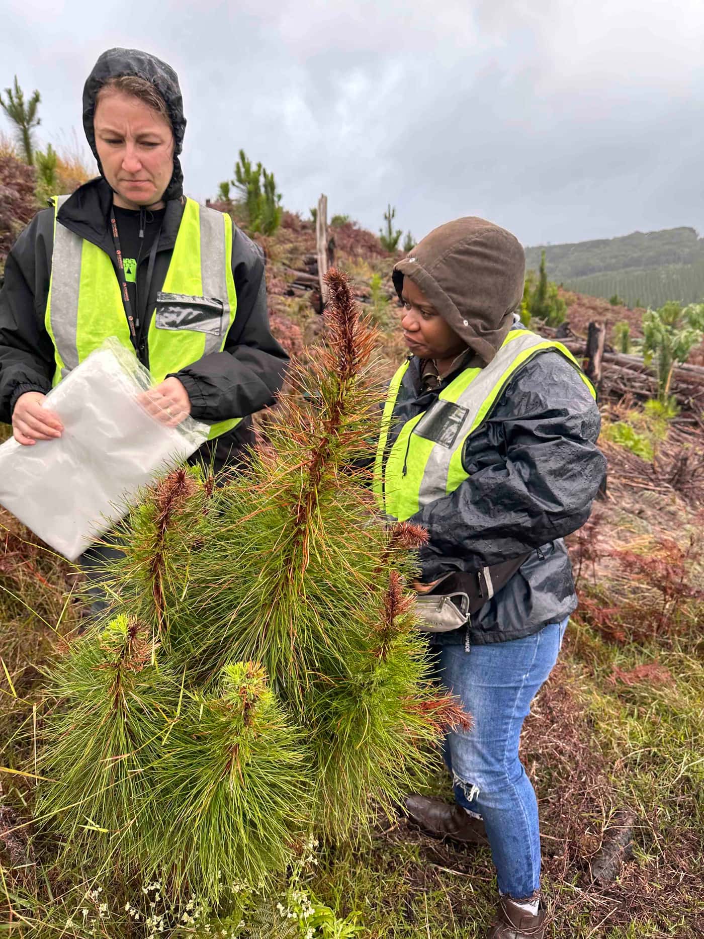 Moving from young eucalypts to young pine for the National Forest Pest and Pathogen Surveillance str