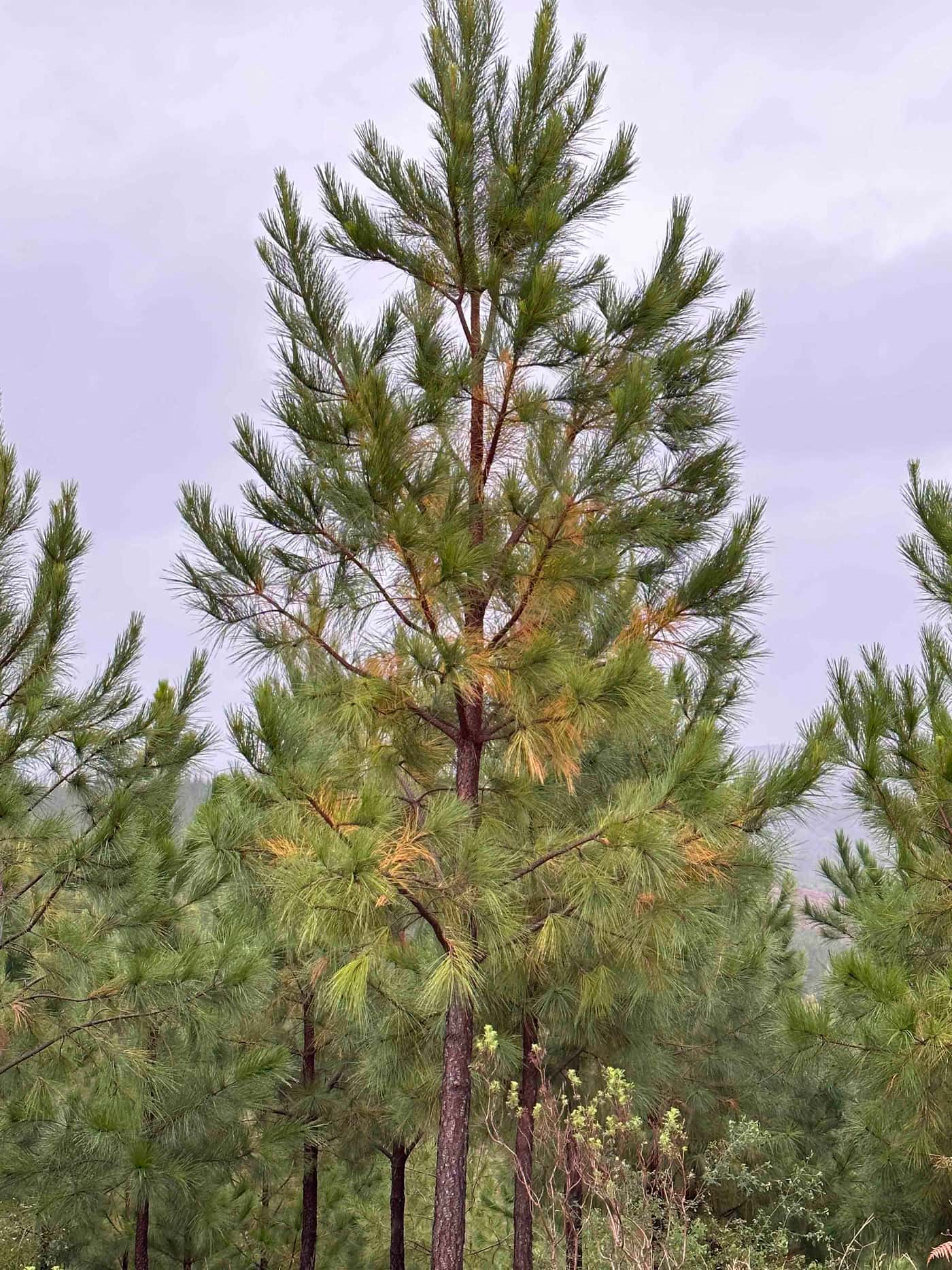 Moving from young eucalypts to young pine for the National Forest Pest and Pathogen Surveillance str
