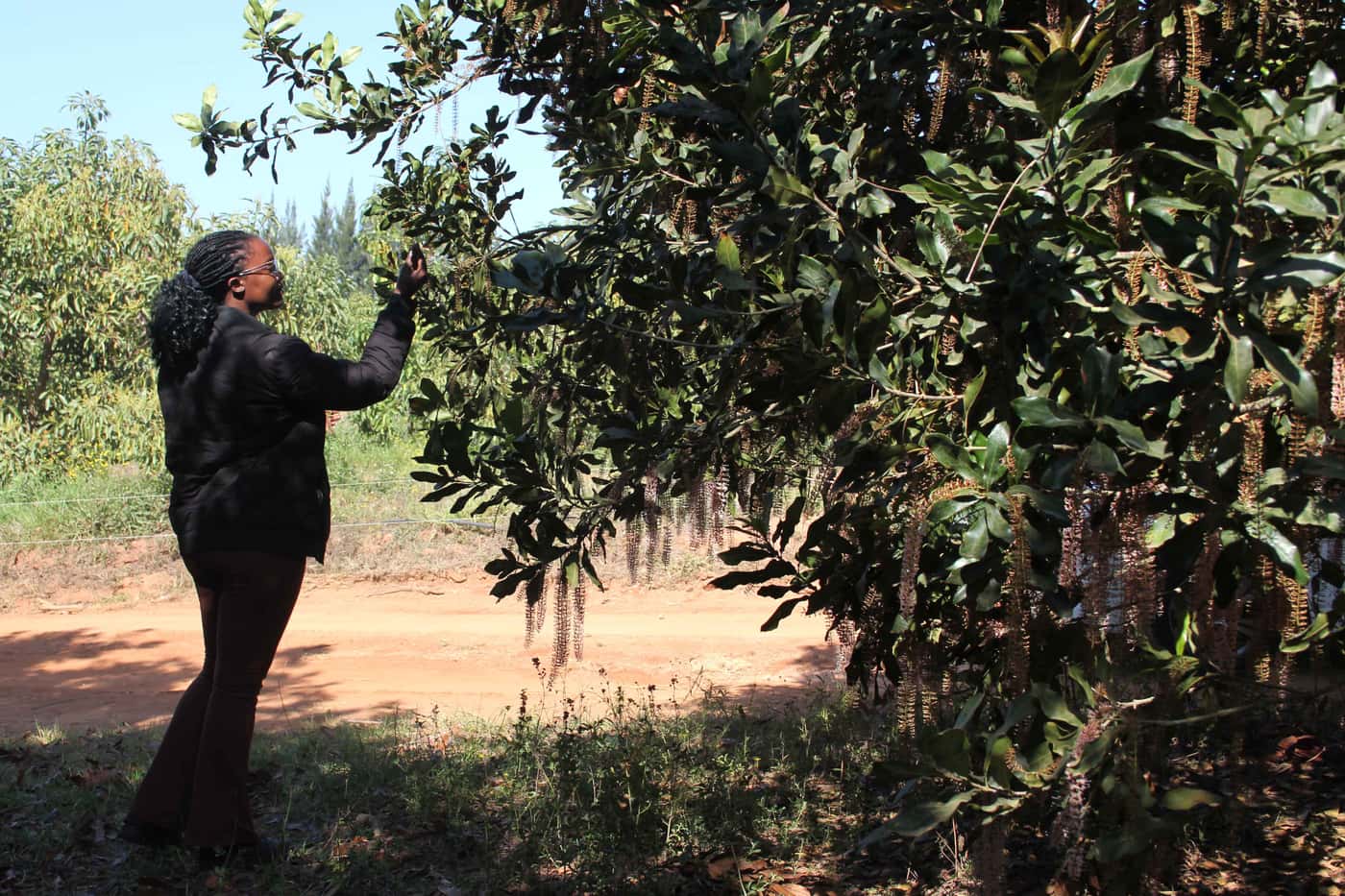 The International Macadamia Symposium and a research visit from Prof. Akinsanmi