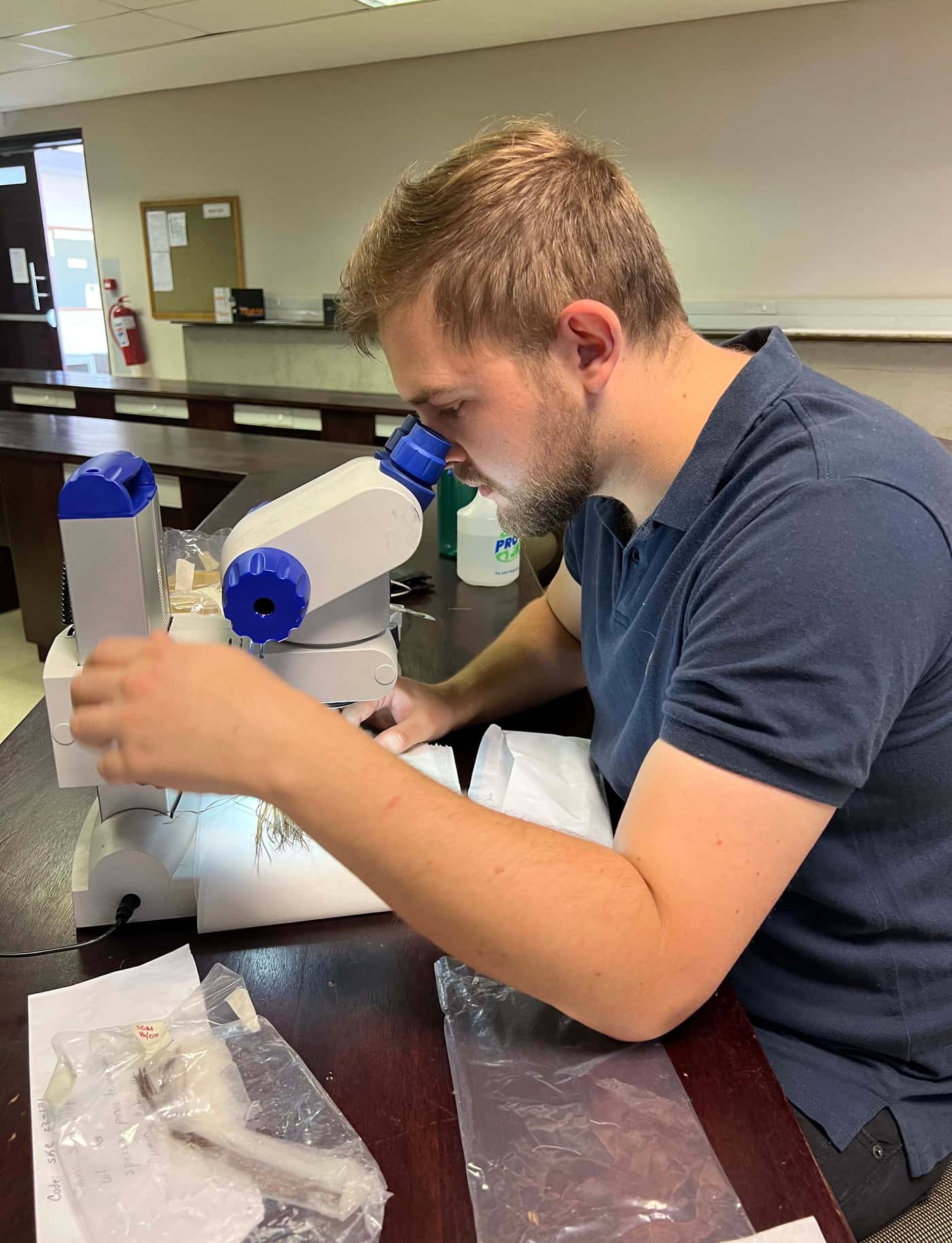 A fungal fiesta: Pine needle pathogen isolation jamboree