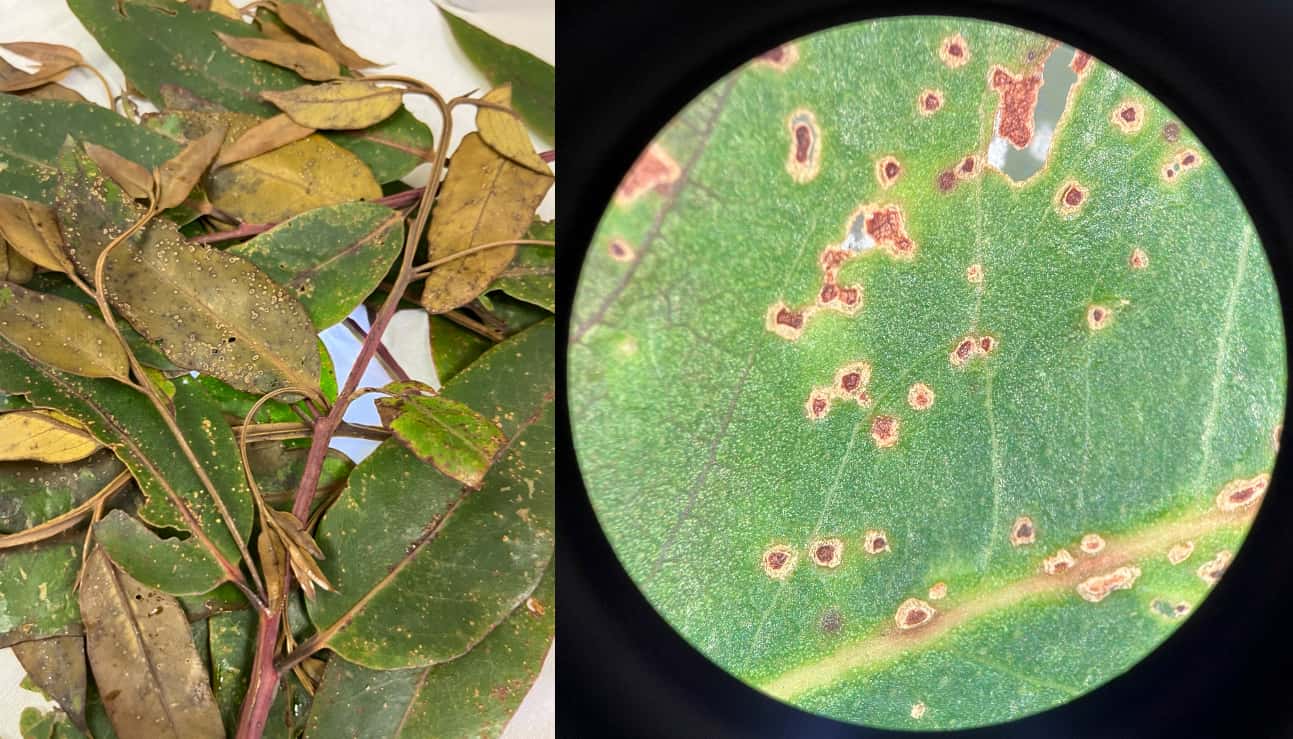 Isolation jamboree for <i>Elsinoe masingae</i>, a new pathogen of <i>Eucalyptus</i> in South Africa