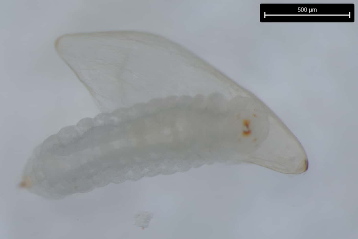 Nature Africa highlights novel research conducted at FABI on <i>Sirex</i> egg activation
