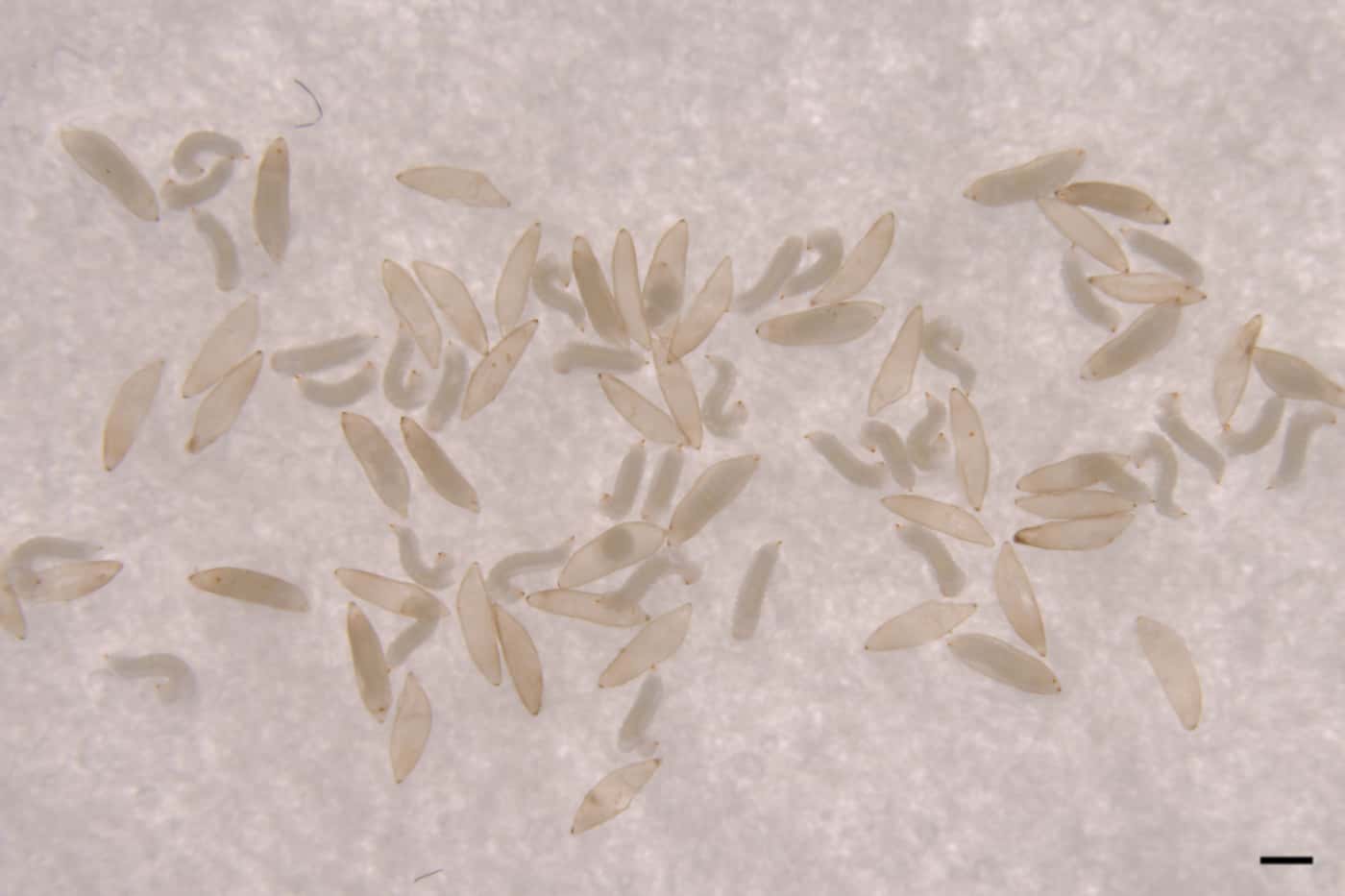 Nature Africa highlights novel research conducted at FABI on <i>Sirex</i> egg activation