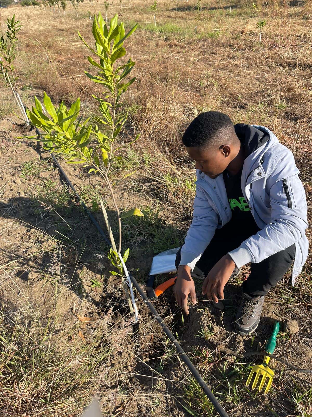 Tackling flower blight in Limpopo
