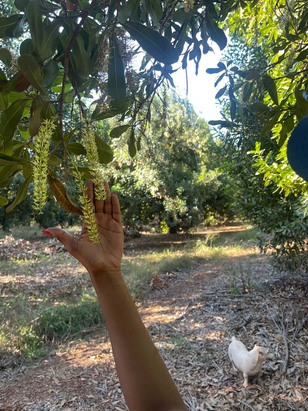 Tackling flower blight in Limpopo