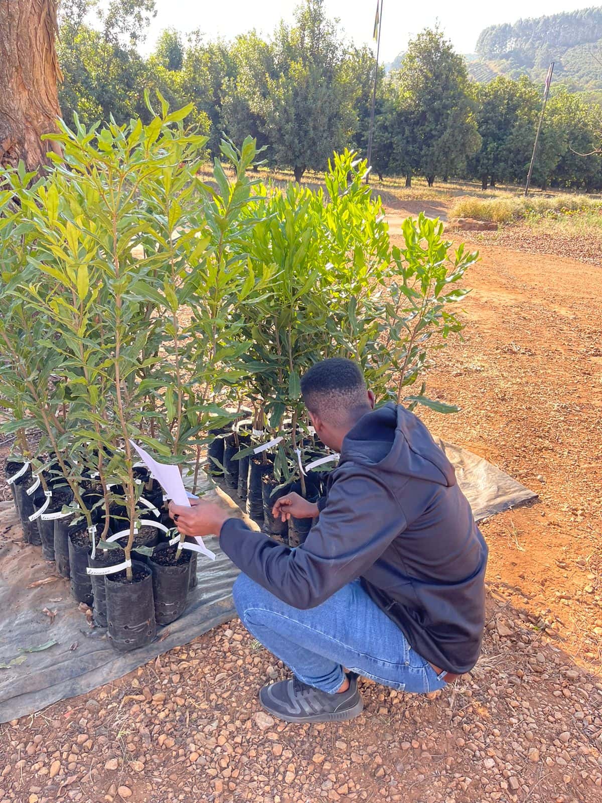 Tackling flower blight in Limpopo